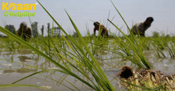 इन बाढ़-प्रतिरोधी धान के खेतों ने बाढ़ के दौरान असम में लगभग 1000 किसानों की मदद की है